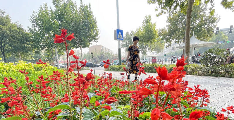 初秋，来看潍坊街头的花境！