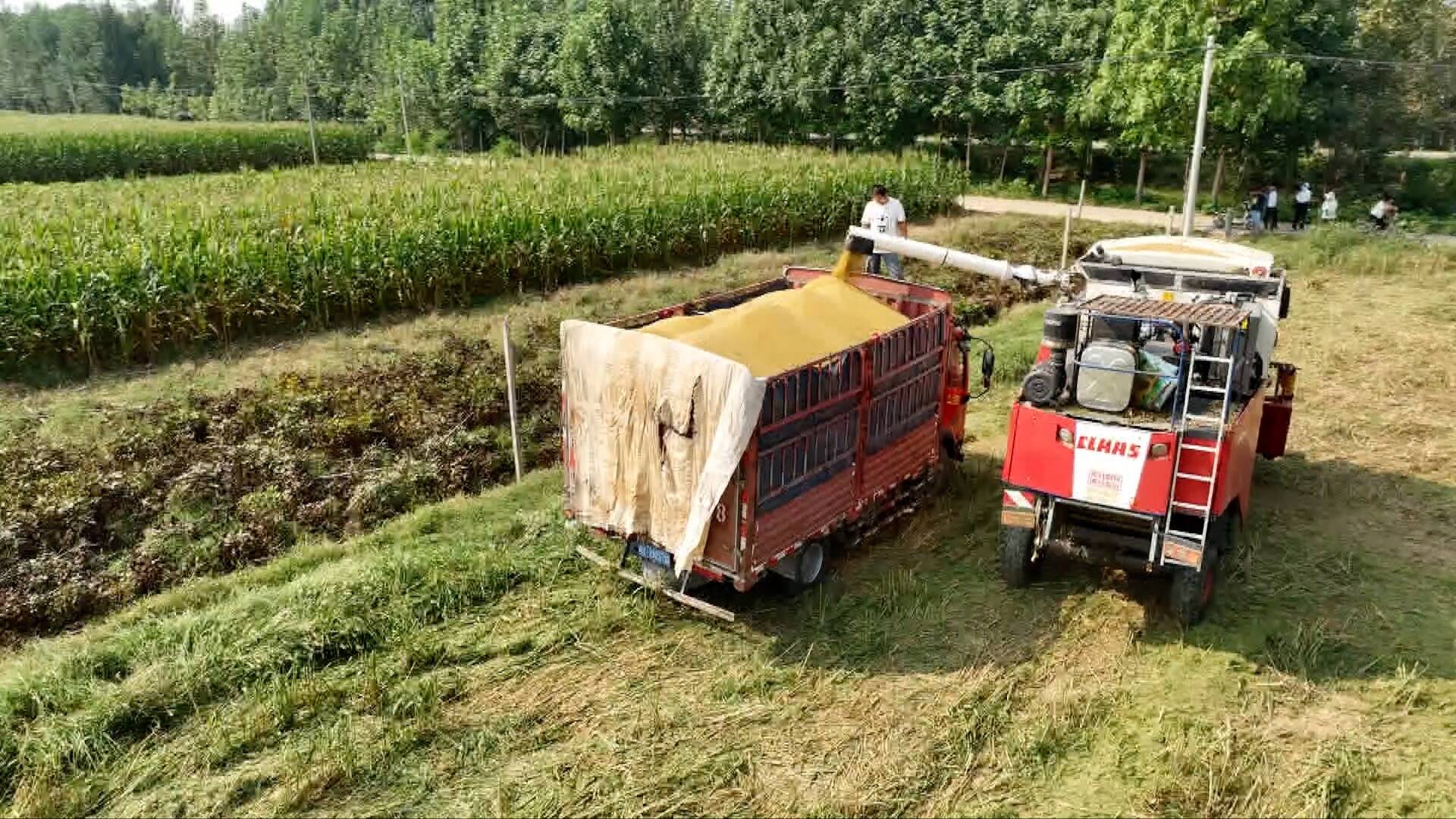 菏泽定陶：6万余亩“蒜茬”玉米开镰收割 机械化助力减损降耗