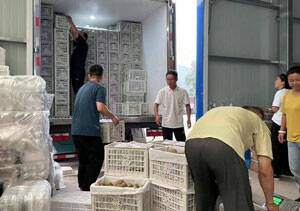 7000公斤博山猕猴桃批发到西藏