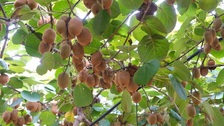 品尝初秋第一缕甜蜜 枣庄市中猕猴桃已成熟