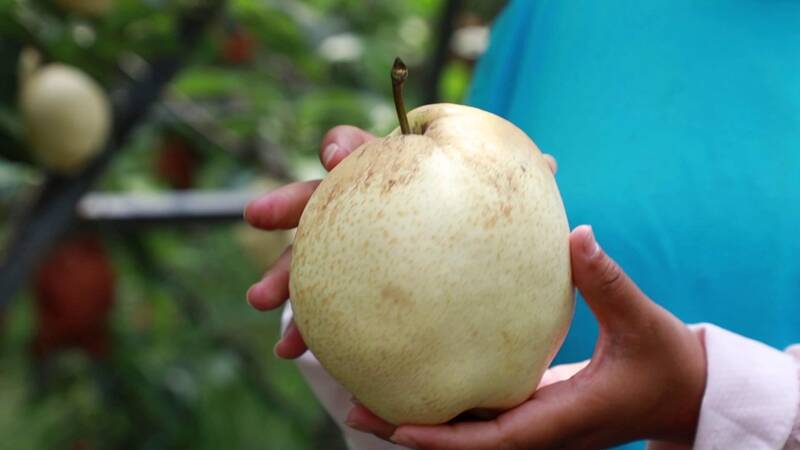 一颗梨三斤多！聊城冠县“数字果园”里的新品种酥梨大丰收