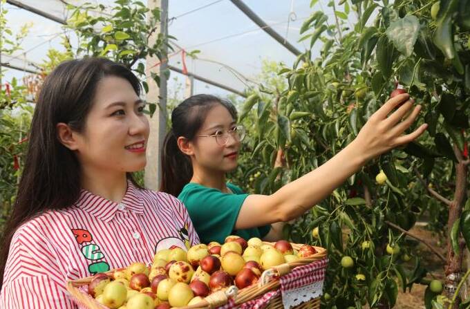 滨州市2023年中国农民丰收节暨第二十五届沾化冬枣节将于9月20日开幕