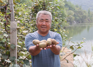 年产30余万斤，泰安亓家滩猕猴桃喜获丰收