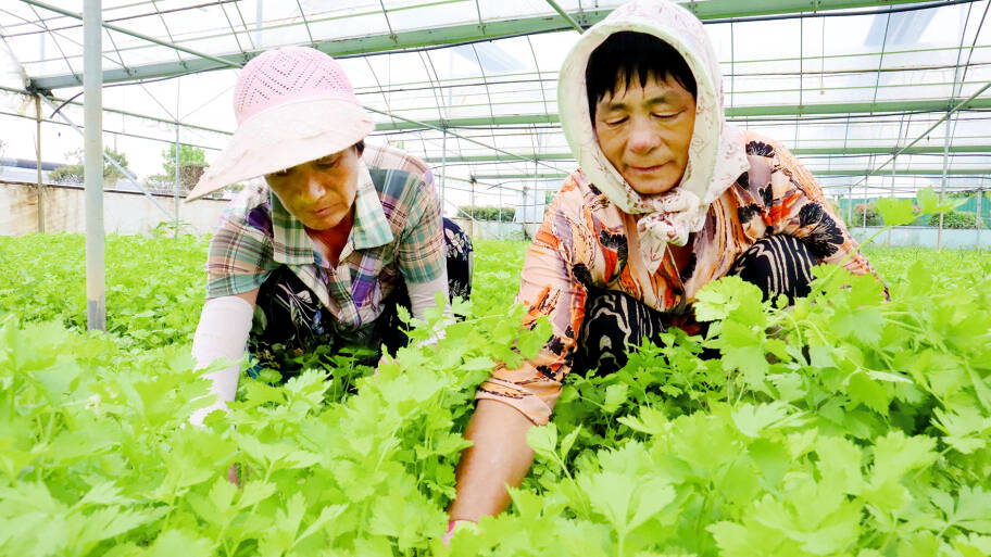 日照：一棵菜育成千万元产业链