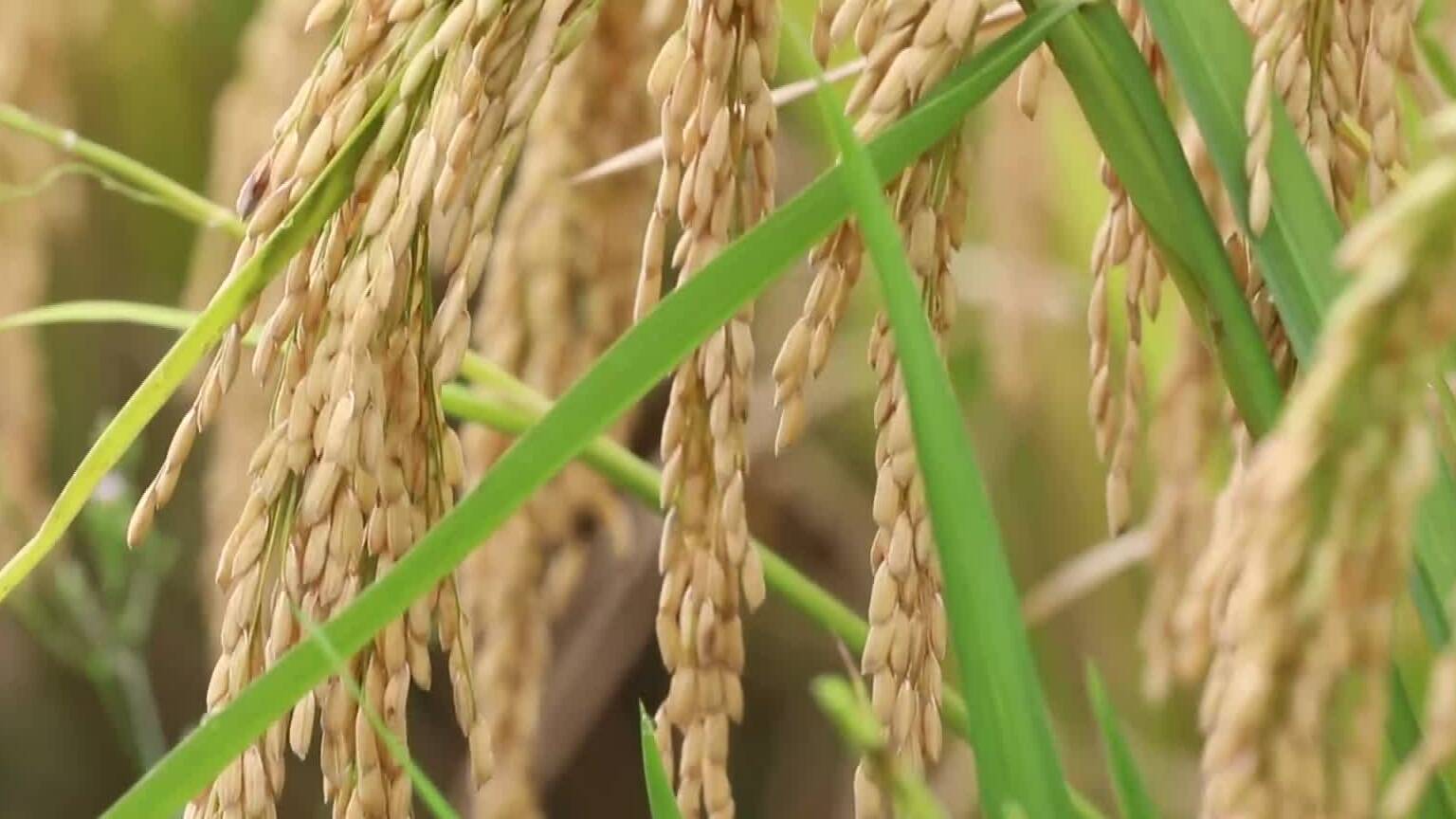 枣庄台儿庄3万多亩水稻进入成熟期