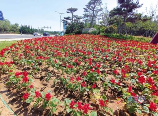 烟台市区首条鲜花大道“换装” 11月将栽植郁金香21.6万株