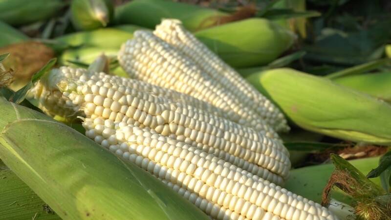 武城：软糯清香营养高 3000多亩鲜食玉米喜获丰收