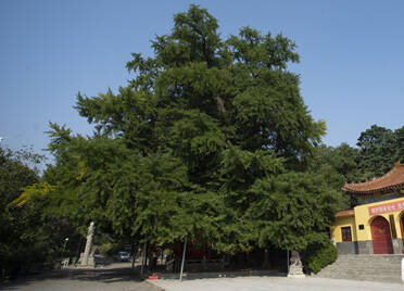 全国“双百”古树，潍坊两处上榜！