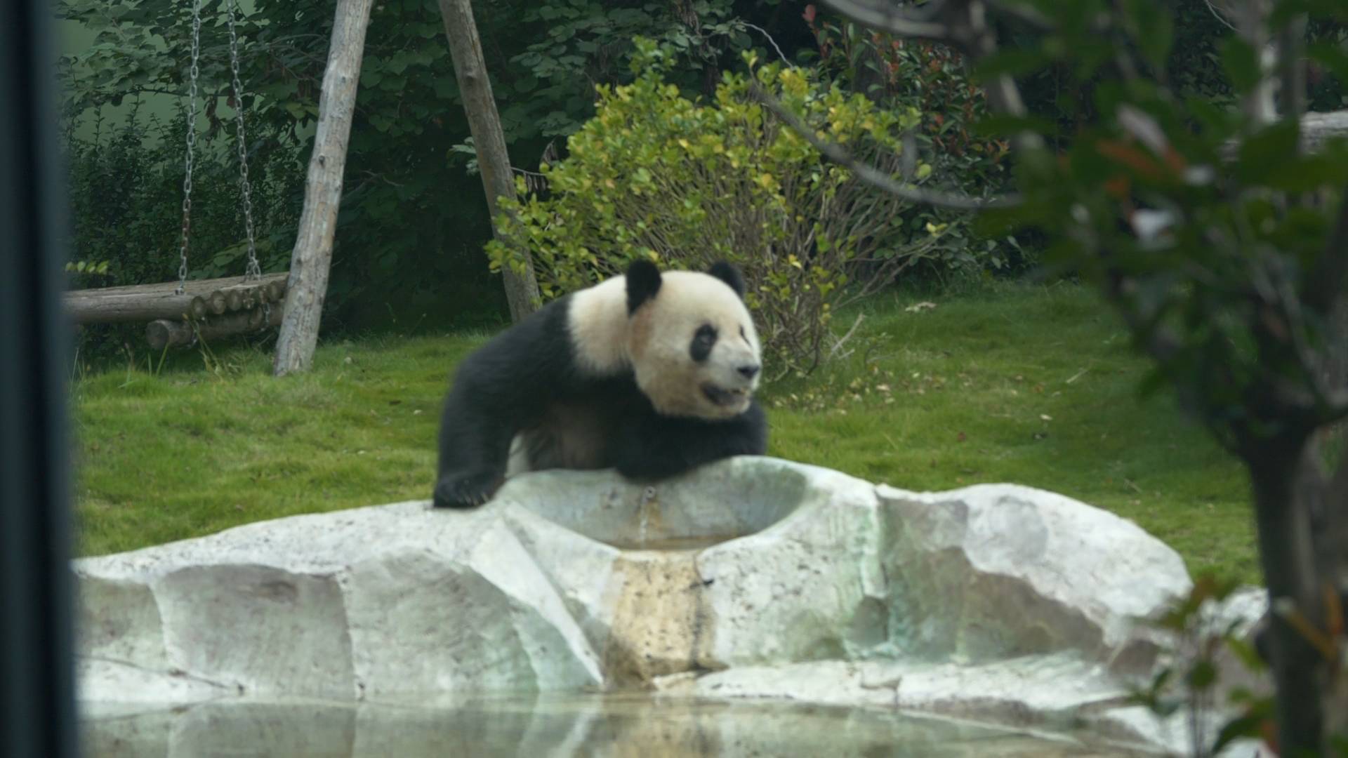 熊猫也过中秋节？一起来看熊猫的别样月饼