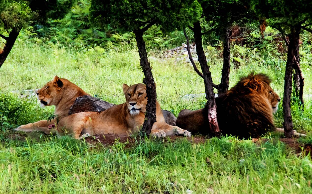 ​ 嗨玩双节！来济南野生动物世界看非洲狮吧