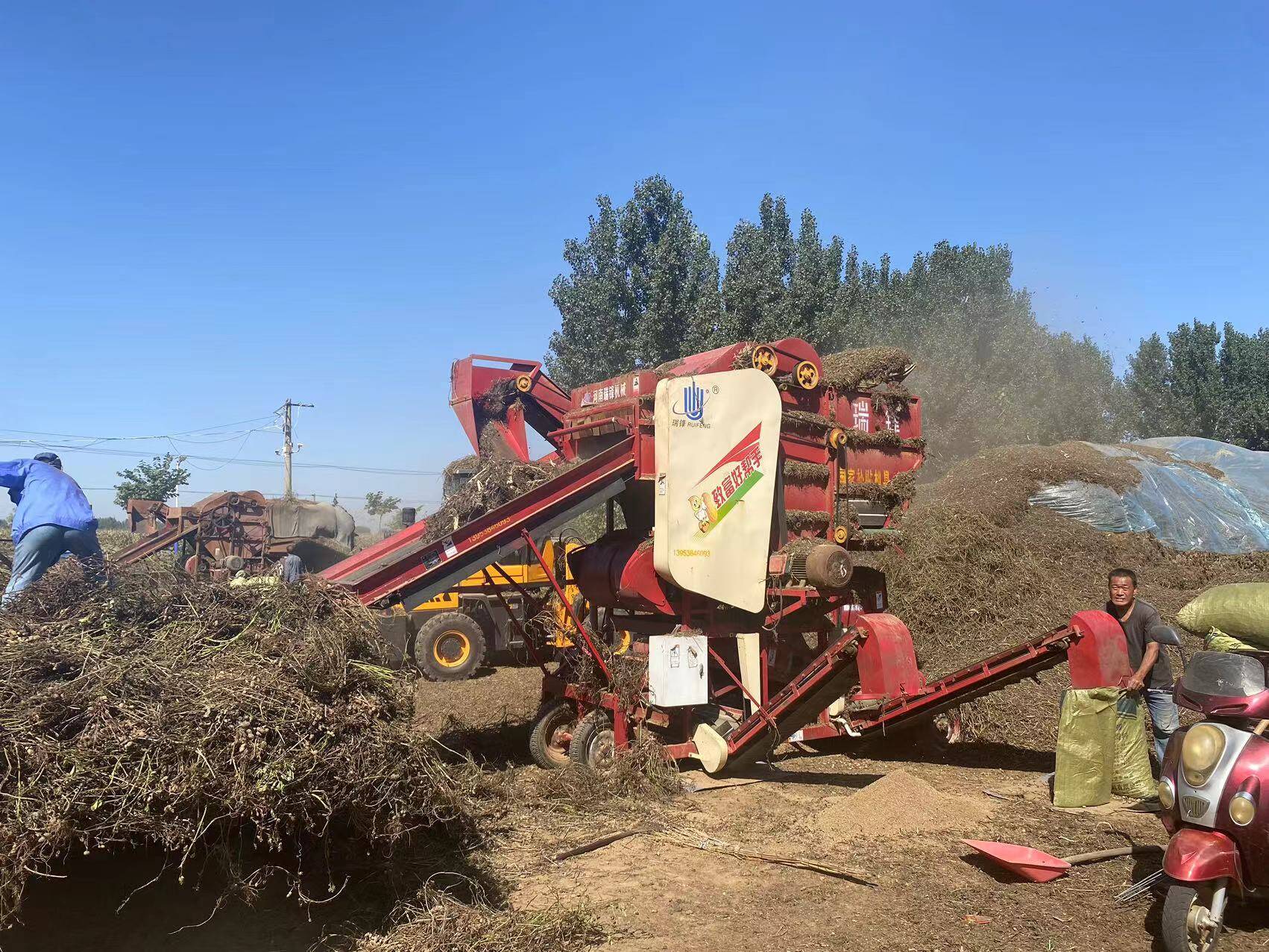 宁阳县蒋集镇花生秧变废为宝回收利用助增收
