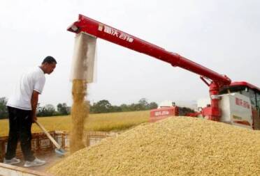 烟台海阳龙山街道西沽头村1100多亩水稻开始收割