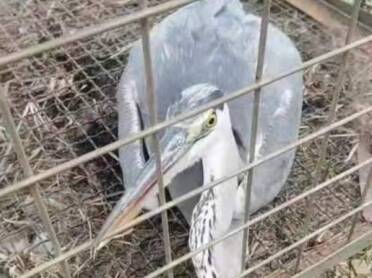 威海：大蓝鹭受伤无法飞行 警民携手齐救助