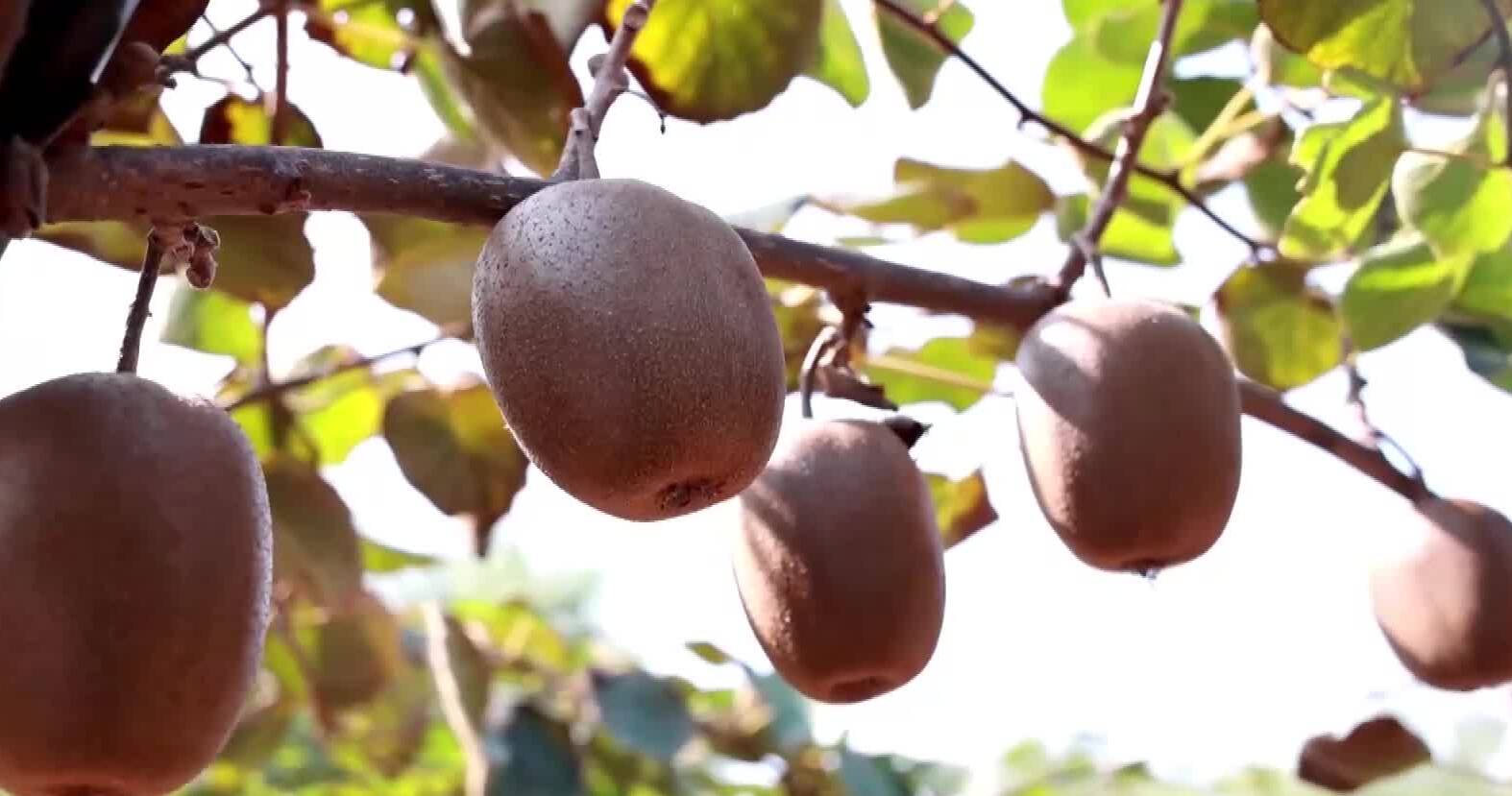 滕州猕猴桃成了致富“金果果”