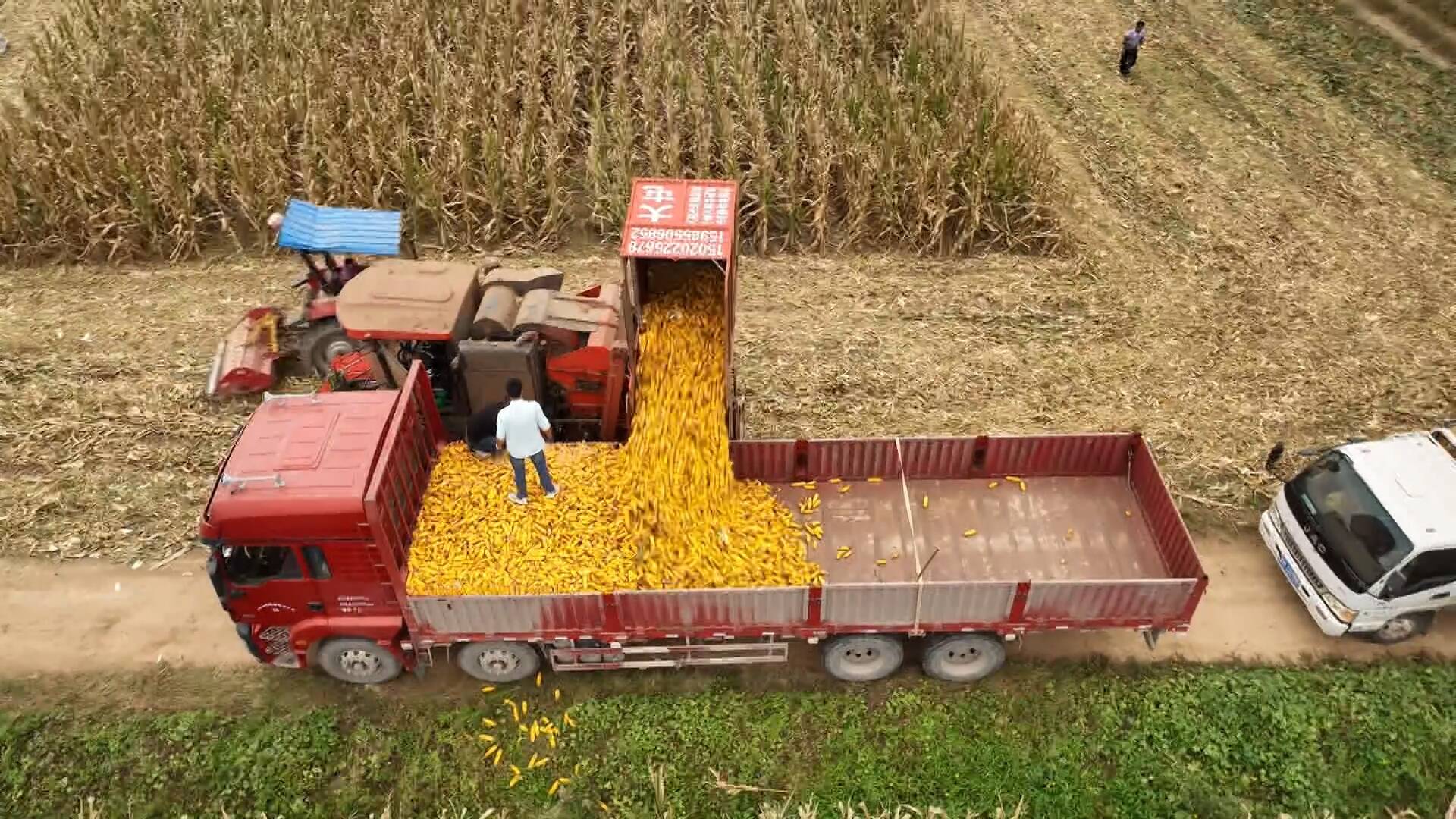 菏泽定陶：65万亩玉米喜获丰收 智慧烘干助力秋粮“晾晒”