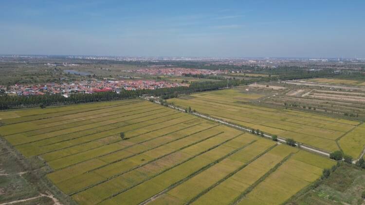 东营市东营区：320亩富硒水稻丰收在望