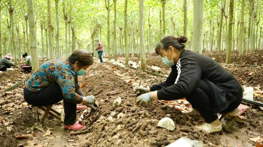 东营广饶县：探索助农增收新路径