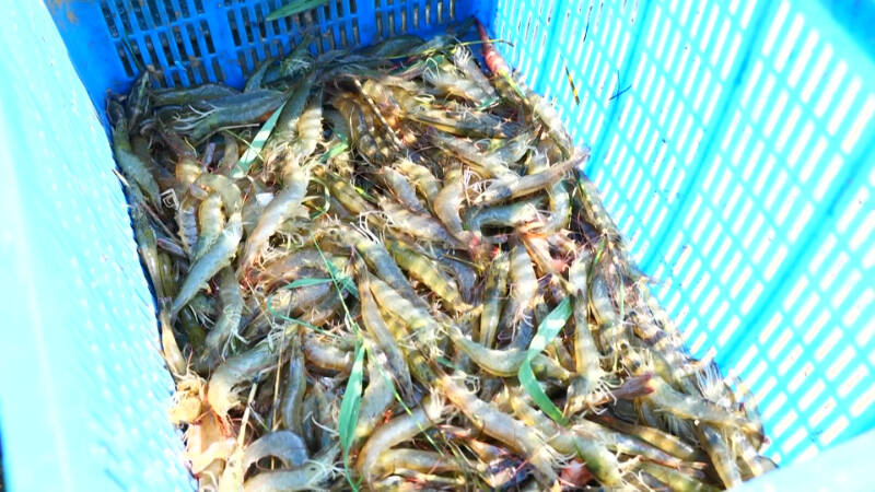 个大肉肥！临邑：盐碱地变“聚宝盆” 百亩南美对虾喜获丰收
