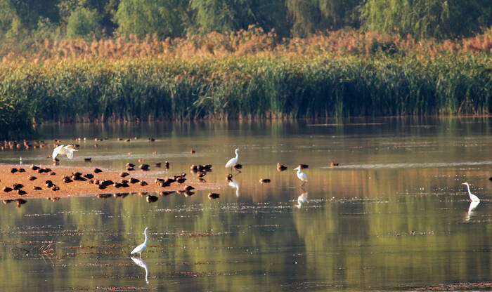 济南玉清湖沉沙池湿地成鸟类天堂