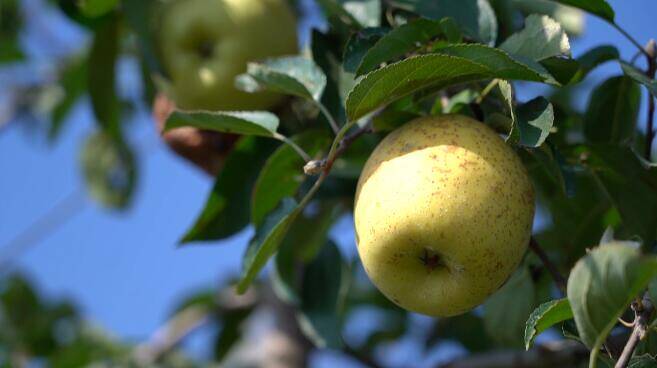 诸城：两千亩维纳斯黄金苹果喜获丰收
