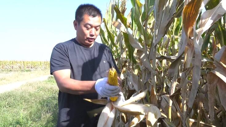 昌乐：38万亩玉米喜获丰收 机械作业助力秋收“加速度”