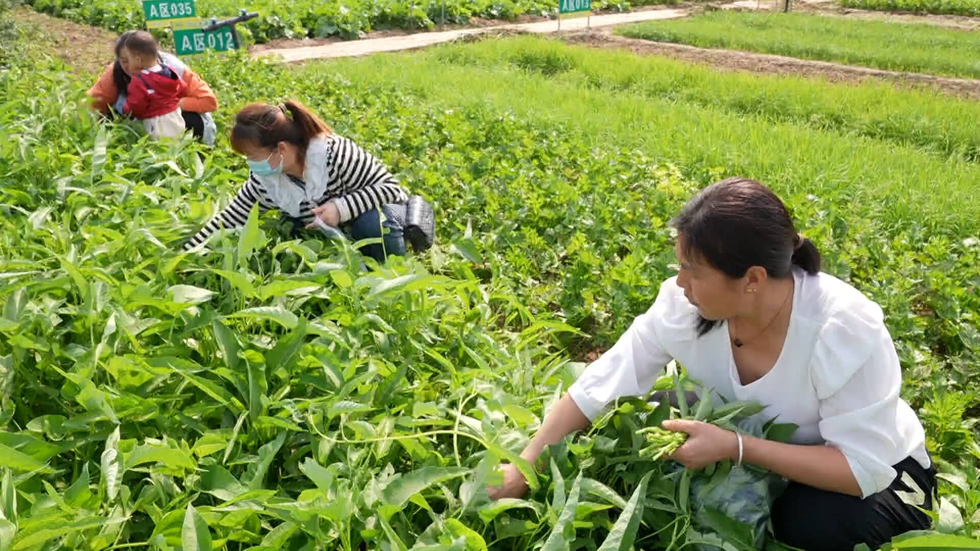 菏泽定陶：村民农田变“共享菜园” 市民丰收促群众增收