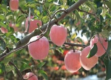 乳山：红富士苹果迎来采摘季 产销两旺