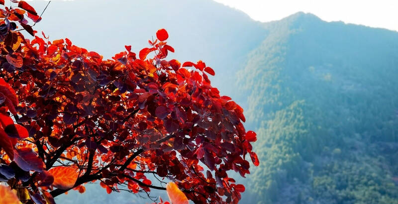 在潍坊，与秋天撞个满怀！