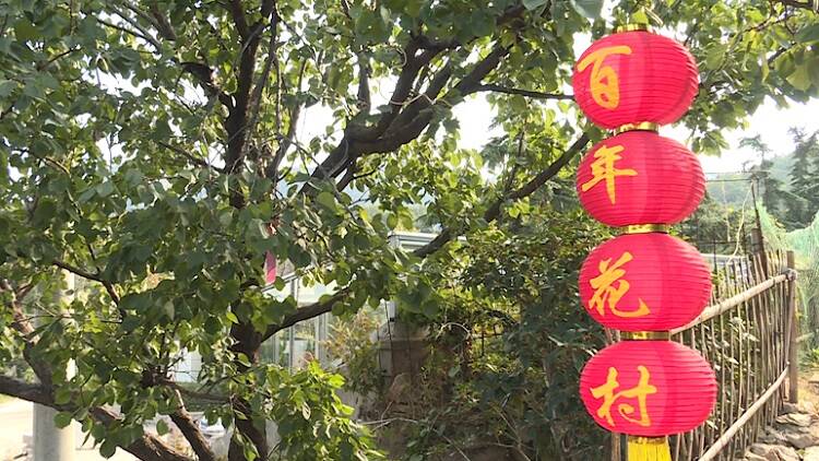 荣成百年花村桂飘香