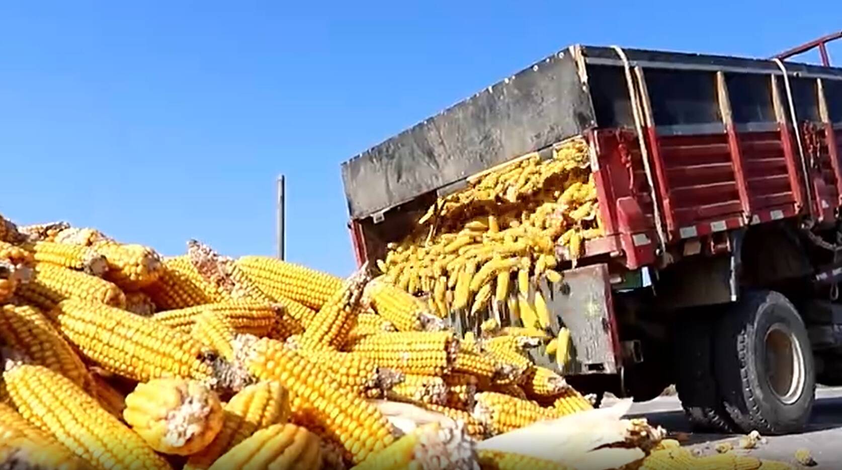 东营市东营区：22万余亩玉米喜获丰收 颗粒归仓