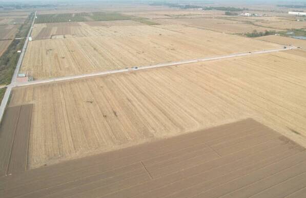 德州：800多万亩玉米收获基本结束 冬小麦播种进度超7成