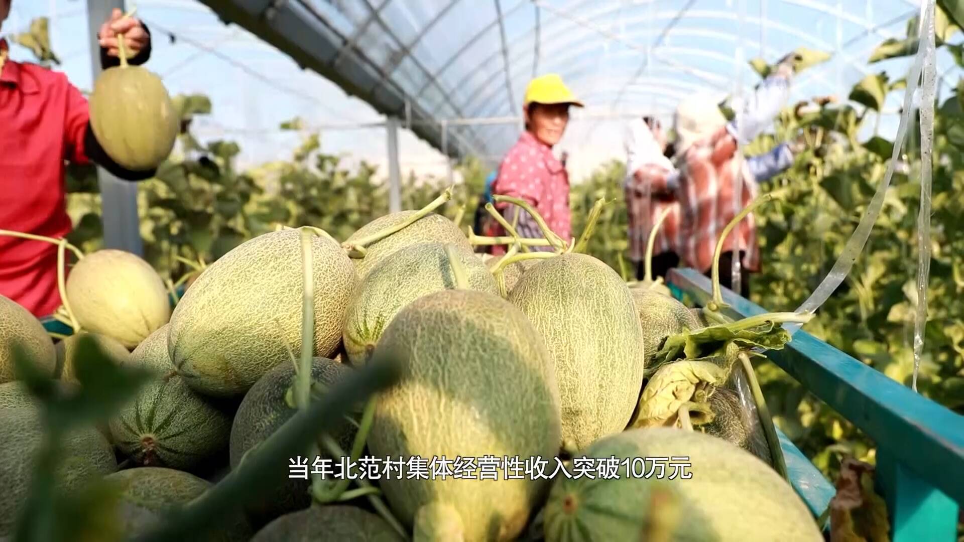 发展网纹瓜等特色果蔬种植 东营杨庙社区村民的日子比瓜还甜