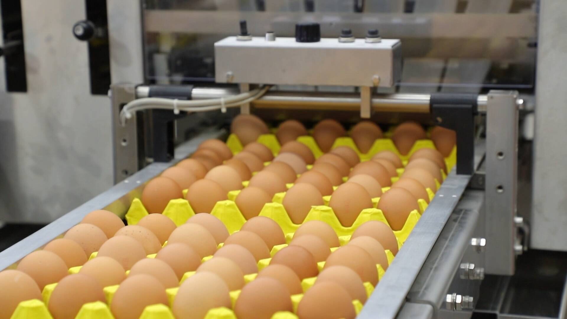打造乡村振兴齐鲁样板沂蒙好例｜小鸡蛋“孵出”大产业