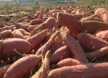 乳山红薯迎来收获季 拓宽农民致富路