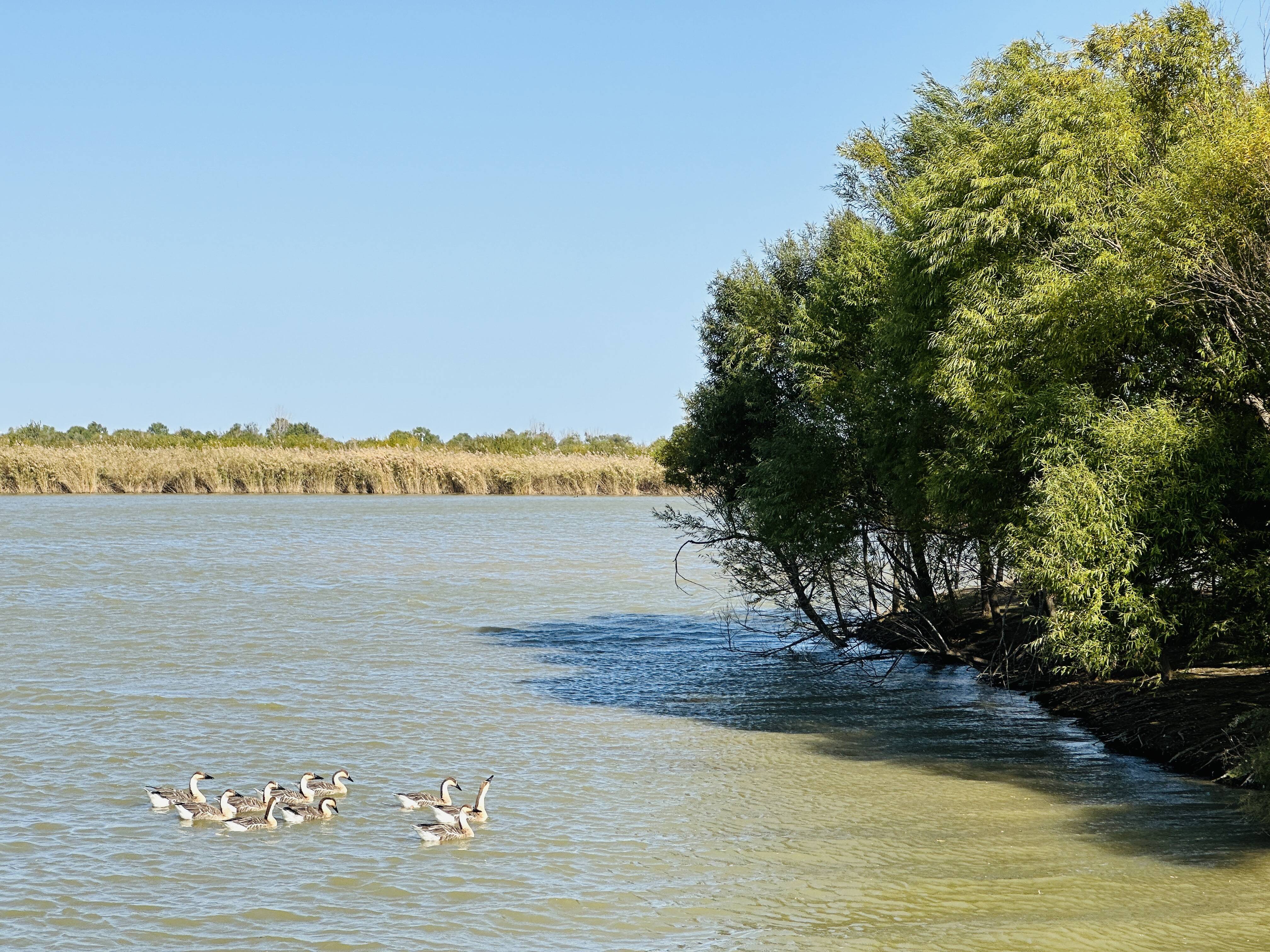 大美湿地 润泽齐鲁｜候鸟翔集 在黄河入海口看生态保护“山东画卷”