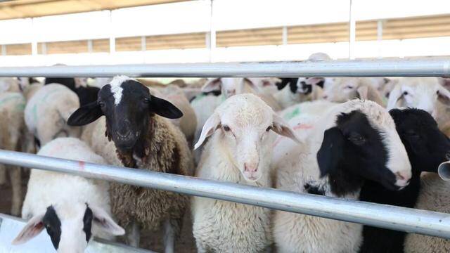 东营利津县：黄河口滩羊产业迈入3.0模式