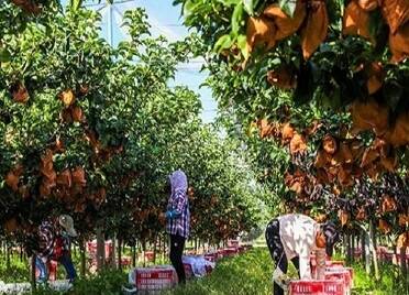 莱阳：梨文化赋能 助农增收乡村兴