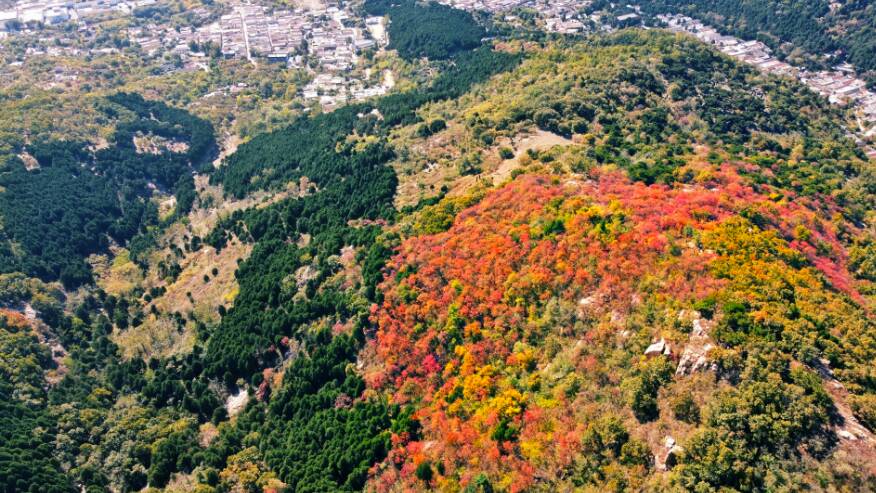 俯瞰泰山摩天岭红叶盛宴 绚丽斑斓美如画 天然妆点秋屏列
