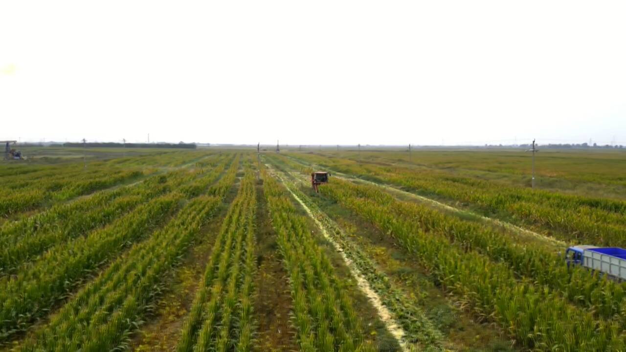 乡村振兴齐鲁样板·村村有好戏｜东营市河口区：大豆玉米带状复合种植促进产量和经济效益“双提升”
