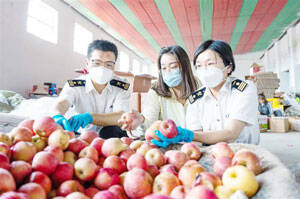 前三季度淄博市出口苹果总货值1155万元