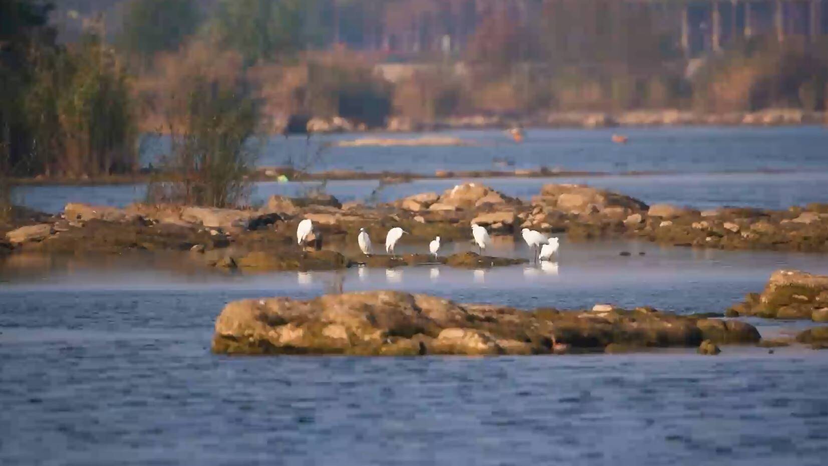 候鸟来了！首批“小客人”抵达临沂滨河湿地公园