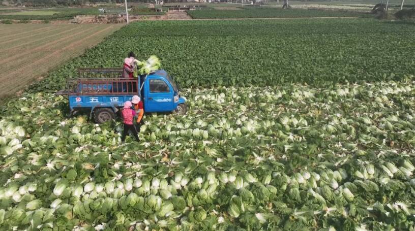 滕州近三万亩白菜丰收   翡翠如玉成致富“香饽饽”