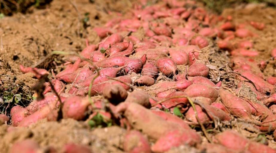 滕州千余亩红薯“破土”  田间绘就“丰收图”