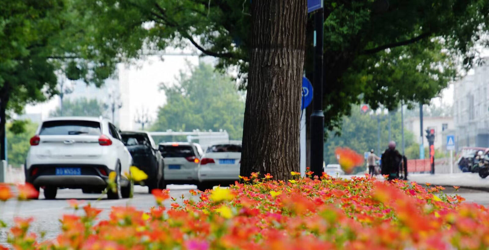 青州：提升城市“颜值”绘就幸福“底色”