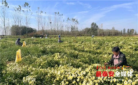宁阳县乡饮乡：家门口的“花”样经济富了村民口袋