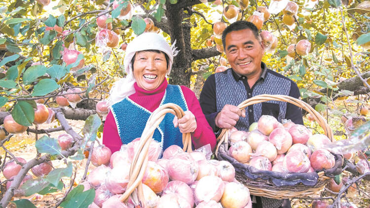 这就是淄博丨黄河岸边富硒苹果富农家
