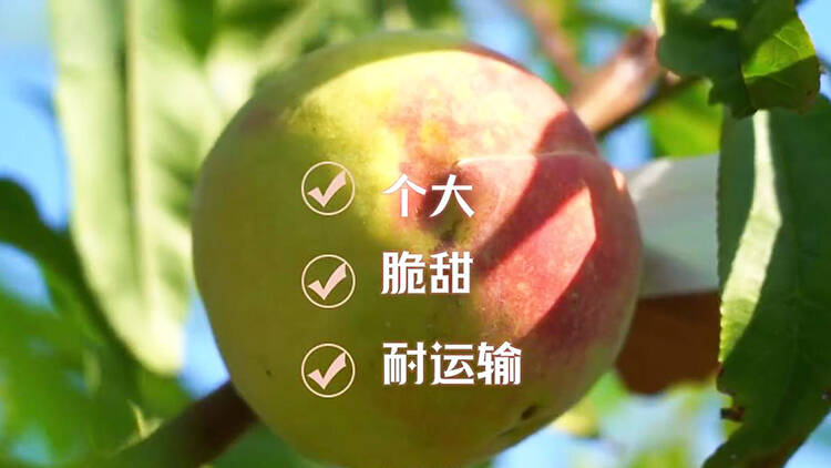 潍坊：晚熟桃喜丰收 助农致富促振兴