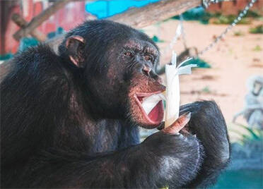非洲猩猩爱上章丘大葱，动物养生有妙招
