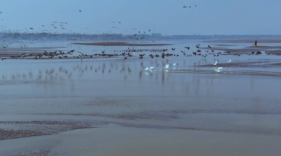 菏泽： 旅鸟常栖黄河滩  大雁15万多只  天鹅超400只