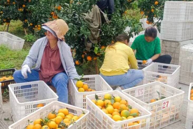 德州：完善设施建设 助力秀山柑橘增产又增收